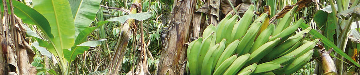 Banane plantain