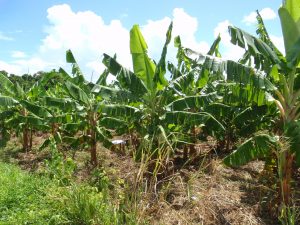 Plantation de banane