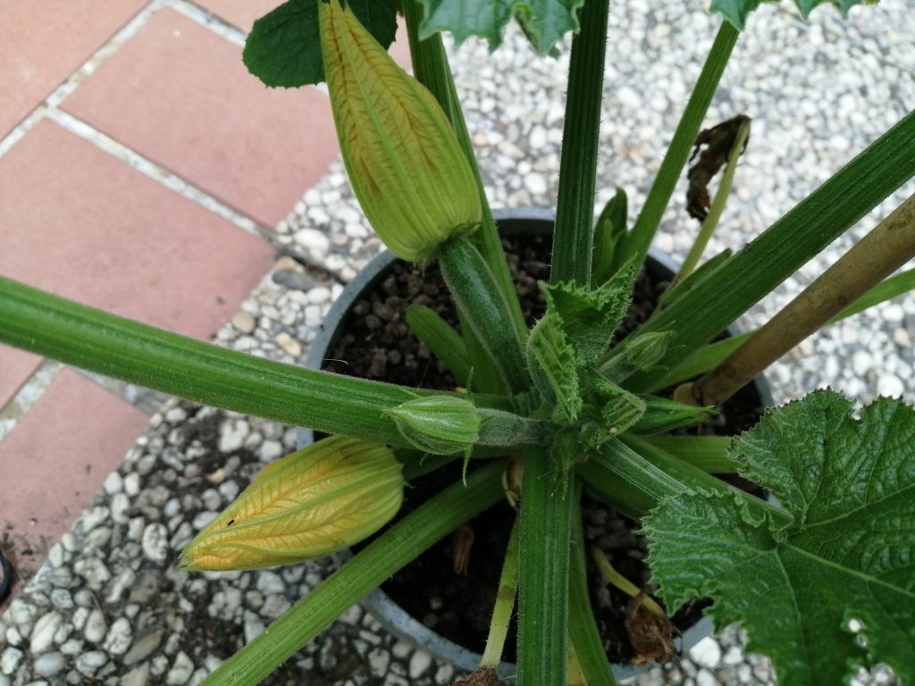 courgette avec fleurs femelles