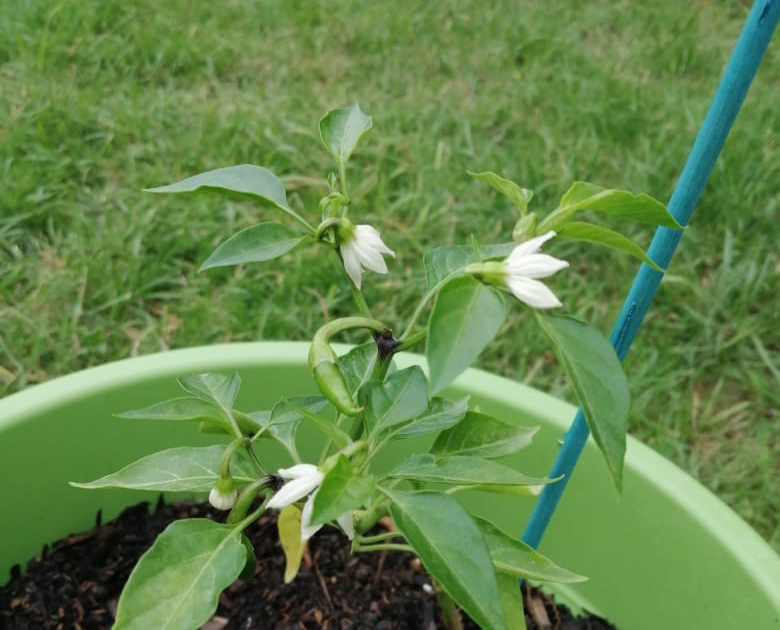 Piment oiseau cultivé en pot